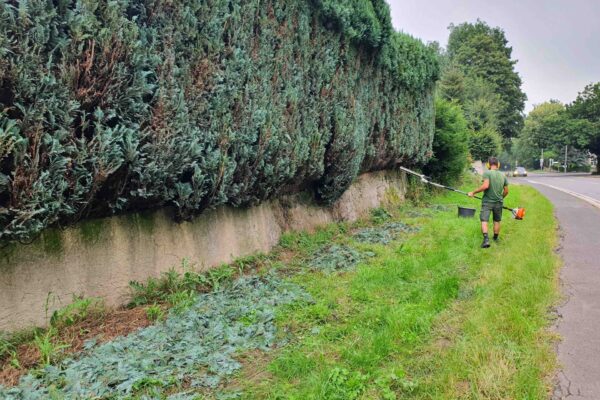 Gartenpflege_Heckenschnitt_Baumpflege_Baumschnitt_Baumfällung_Rasen_Gartengestaltung_KamelGardens_Garten-und-Landschaftsbau_RLP_NRW_Galabau_Bonn_Bad Honnef_Königswinter_Siebengebirge_1mb
